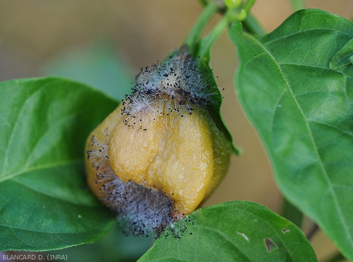 Sur ce piment mature altéré on distingue très bien les nombreux sporocystes (ou sporange) formés par  <i><b>Choanephora cucurbitarum</b></i>. Ce fruit est quelque peu humide, jaune sombre, mou et plus ou moins ratatiné. (pourriture à Choanephora)