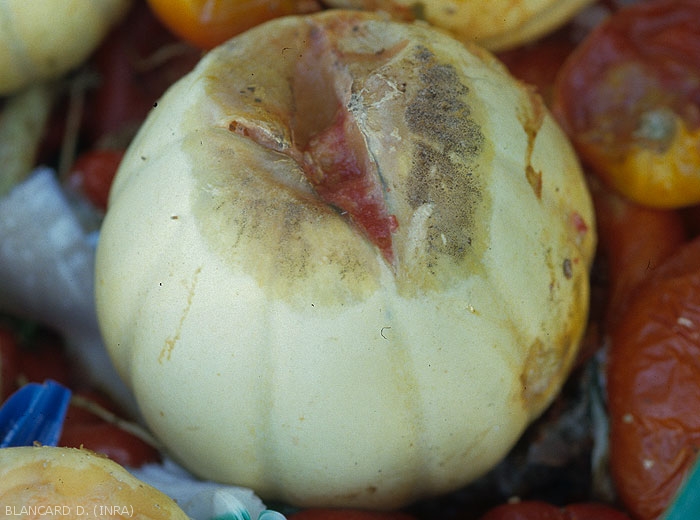 Une large lésion altère l'extrémité stylaire de ce melon. Les tissus pourris sont en partie effondrés. <i><b>Choanephora cucurbitarum</b></i> 