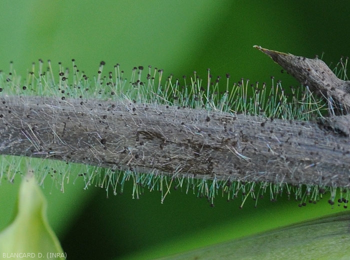 Formation de nombreux sporocystes (ou sporange) sur des tissus végétaux infectés par  <i><b>Choanephora cucurbitarum</b></i>. (pourriture à Choanephora, cucurbit flower blight)