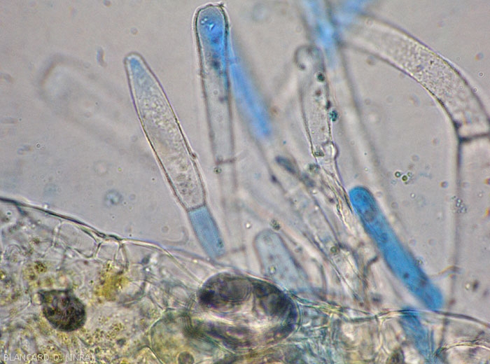 Conidiophores portant parfois des conidies pointues de <b><i>Leveillula taurica</i></b>.  (oïdium interne, powdery mildew)