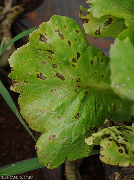Jeunes taches de cercosporiose à la face supérieure du limbe d'une salade ; d'abord humides, elles brunissent rapidement et une zone centrale reste claire. <b><i>Cercospora longissima</i></b> (<i>cercospora</i> leaf spot)