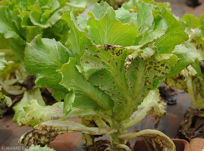 Forte attaque de cercosporiose sur salade : de nombreuses feuilles basses sont maintenant nécrosées et desséchées.  <b><i>Cercospora longissima</i></b> (cercosporiose, <i>cercospora</i> leaf spot)