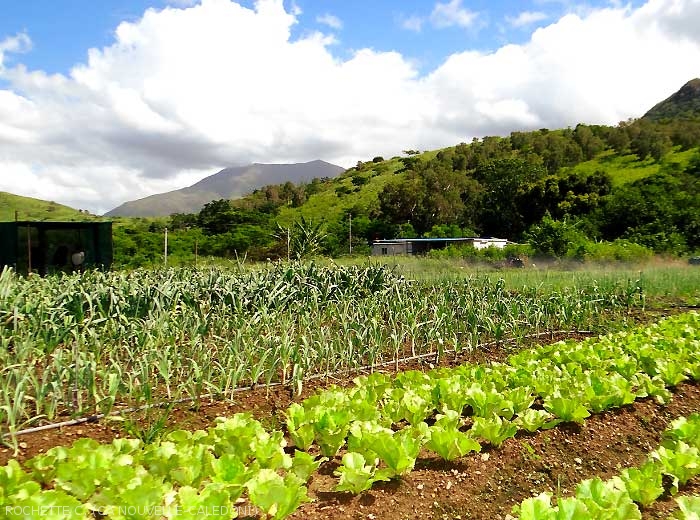 Cultures de salades et d'Allium produites dans la zone de production de Païta.