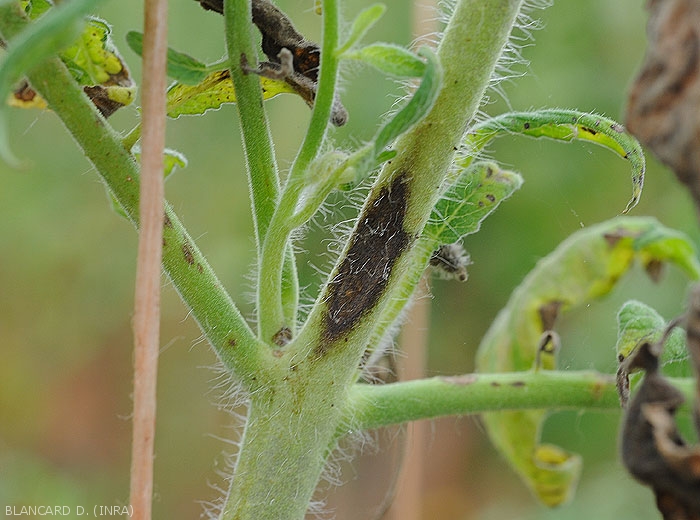 Lésion étendue, noirâtre, et allongée sur apex de tomate. <i>Corynespora cassiicola</i> (corynesporiose)