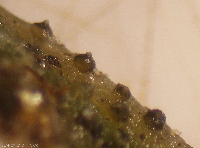Fructifications de  <i><b>Didymella bryoniae</b></i>  observées de profil à la loupe binoculaire. (chancres gommeux sur tige, gummy stem blight)