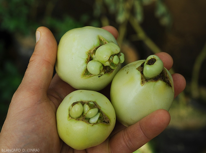 Excroissances stylaires formées sur plusieurs fruits verts de tomate. <b>Phytotoxicité</b>