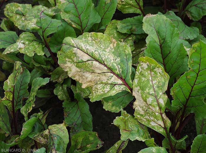Blanchiment et dessèchement de plusieurs feuilles de betterave. (<b>phytotoxicité</b>)