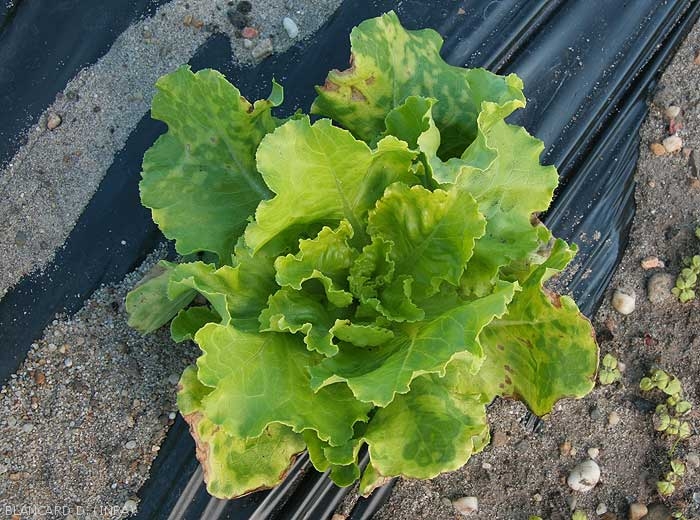 Jaunissements en taches irrégulières d'étendant à l'ensemble du limbe des feuilles basales sur salades. (<b>phytotoxicité</b>)