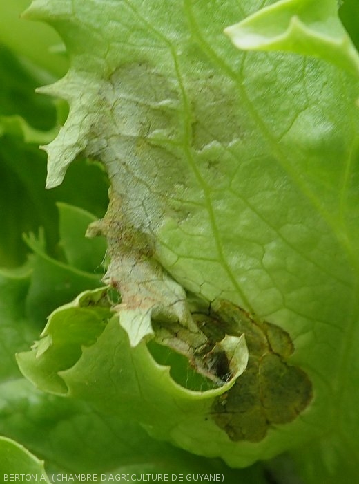 Un discret mycélium peut être observé par endroits sur ou à proximité de cette lésion sur feuille de salade.  <i>Rhizoctonia solani</i>  (Rhizoctone foliaire - web-blight)