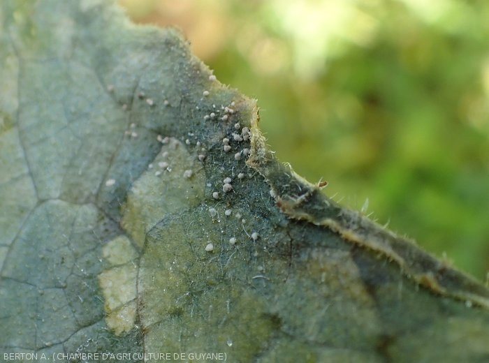 Des microsclérotes de  <i>Rhizoctinia solani</i> se sont formés sur le limbe de cette feuille de concombre.