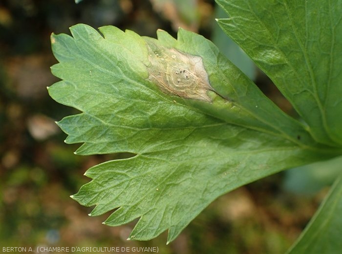 Large lésion beigeâtre sur la face supérieure d'une feuille de céleri. <i><b>Myrothecium</i> sp.</b>