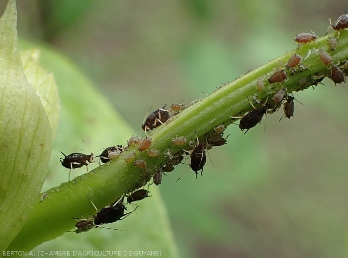 Colonie de puceron de l'arachide (<i><b>Aphis craccivora</i></b>) parasitant le haricot.