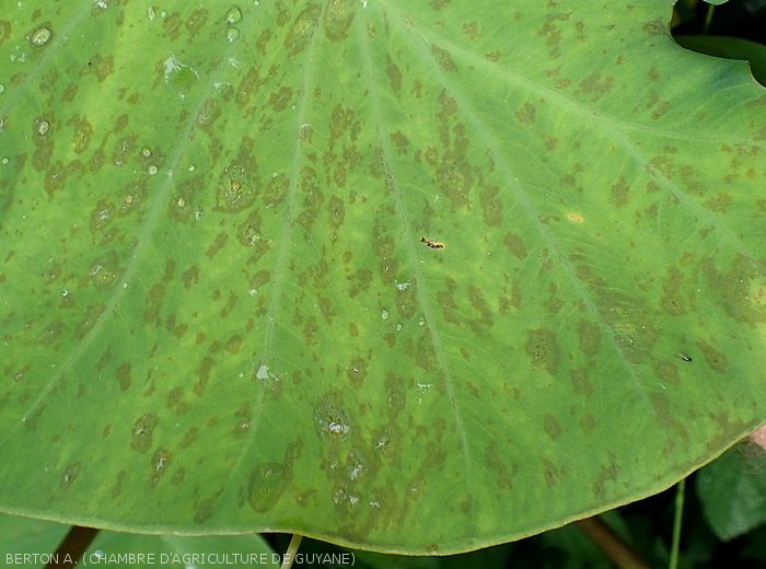 Cladosporiose sur taro, vue rapprochée des symptômes visibles sur le dessus de la feuille.