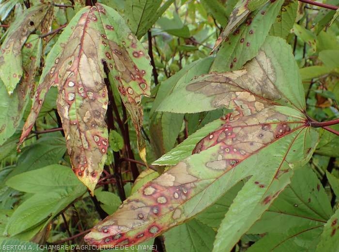 Ces deux feuilles d'oseille rouge de Guiné (<i>Hibiscus sabdariffa</i>) sont couvertes de lésions nécrotiques plus ou moins étendues. Plusieurs d'entre elles montrent une teinte beigeâtre et sont entourées d'un halo lie de vin. (<i>Rizoctonia solani</i>)