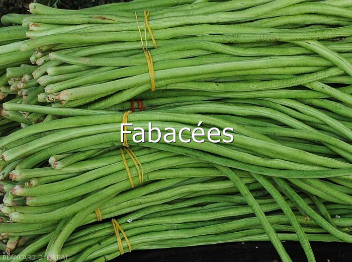 Fabacees