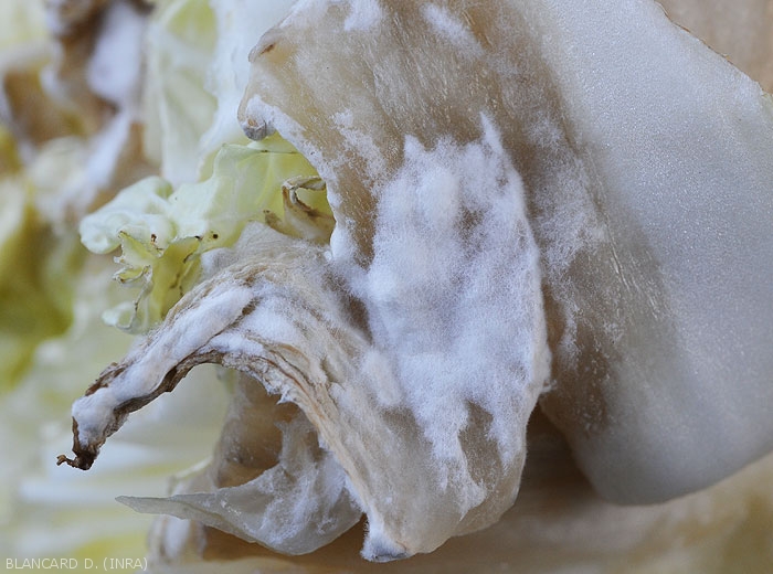 Mycélium contonneux blanc se formant sur les tissus pourris d'une feuille de chou (<i>Sclerotinia sclerotiorum</i>) (sclérotiniose)