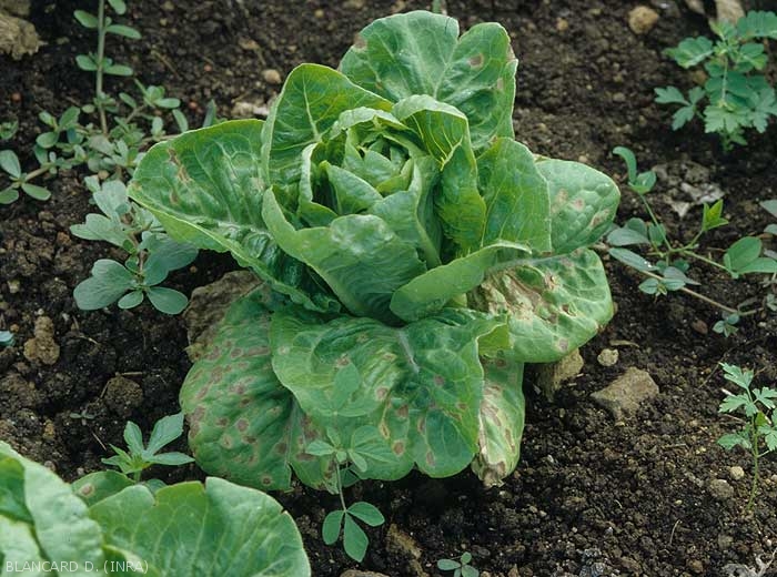 Les feuilles basses de cette sucrine, salade particulièrement sensible, sont parsemées de taches angulaires, brunes et nécrotiques. <b><i>Septoria lactucae</i></b> (septoriose)