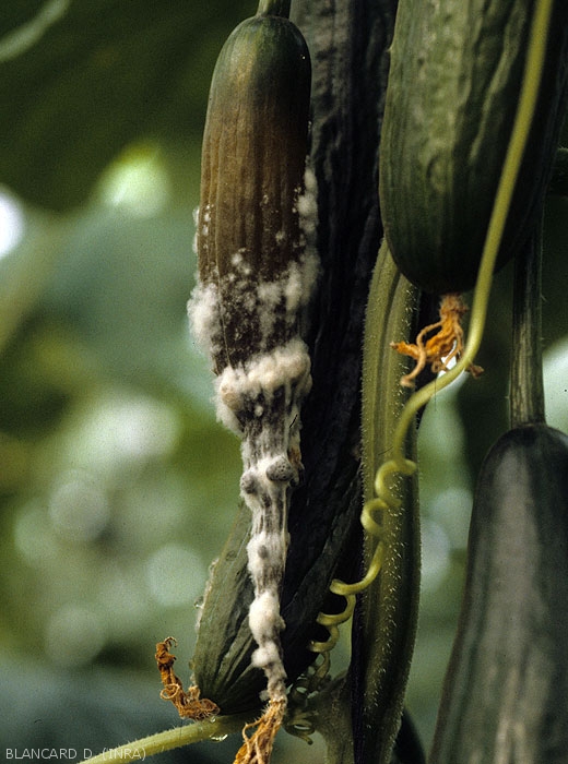 "Spirale" mycélienne blanche enveloppant ce fruit de concombre aux trois quarts pourri. (<b><i>Sclerotinia sclerotiorum</i></b>)