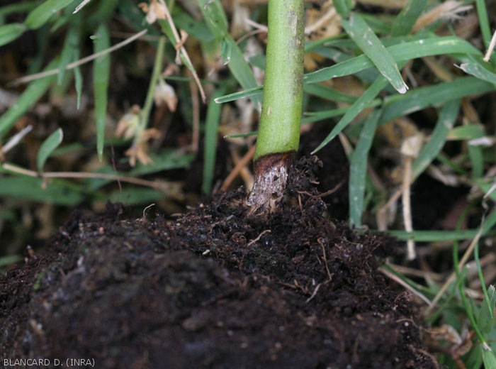 Détail d'un chancre brun et plus clair en son centre, plutôt sec et bien délimité, ceinturant la partie basse de la tige  d'un pied de piment. <i>Rhizoctonia solani</i> 