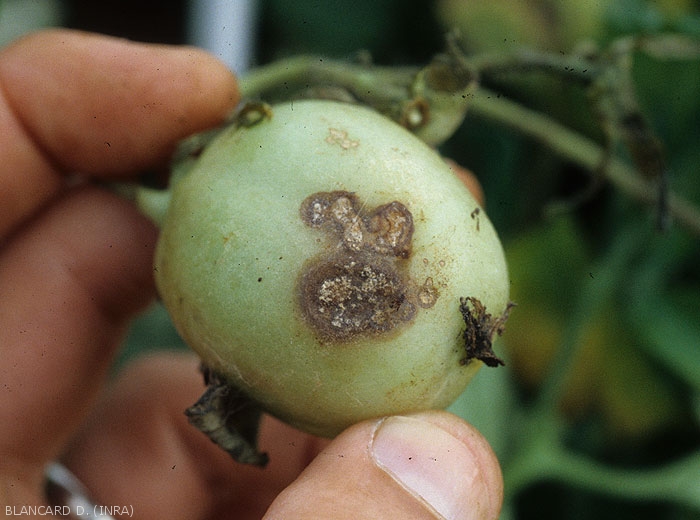 Attaque de <i>Rhizoctonia solani</i> sur la partie d'une fruit vert au contact du sol. Plutôt limitées, brunes à beigeâtres, les lésions sont plus ou moins chancreuses et présentent quelques motifs concentriques. 