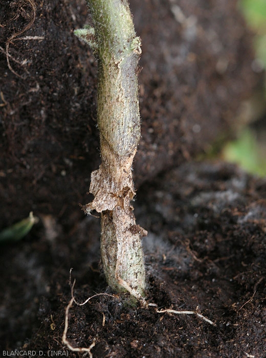 Lésion chancreuse sèche et étendue sur la partie basse de la tige d'un plant d'aubergine. Notez la décomposition des tissus du cortex.
 <i><b>Rhizoctonia solani</i></b>