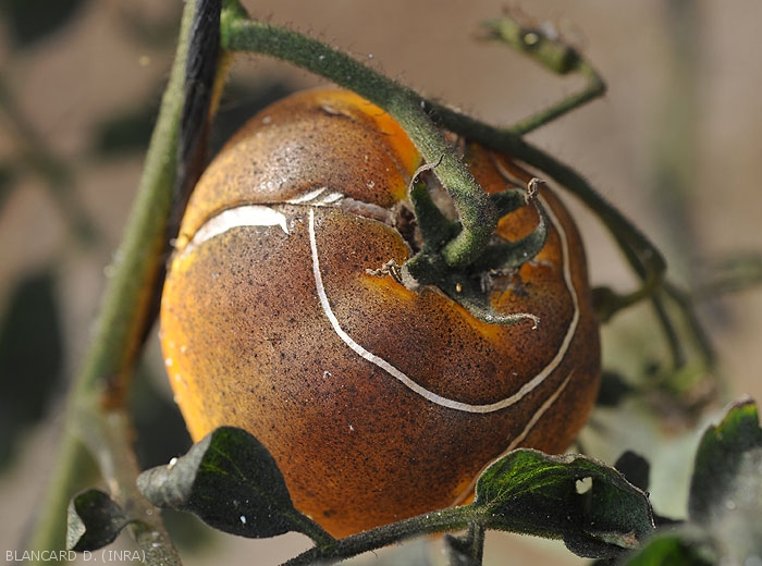 Fumagine sur fruit de tomate présentant plusieurs fentes de croissance.
