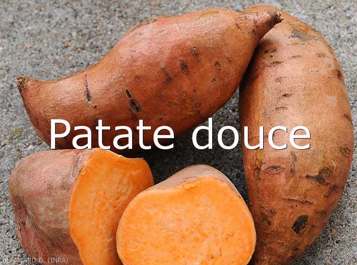 Patate-douce