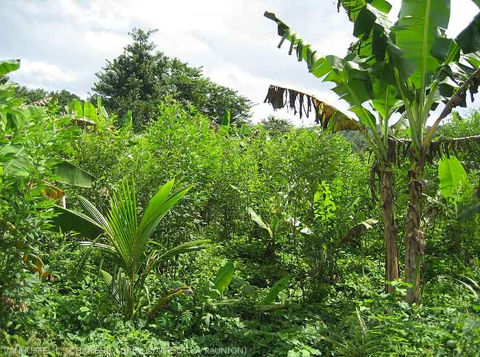 Cultures associées et multi-étagées: patate douce, ambrevade, bananier et cocotier à Mayotte