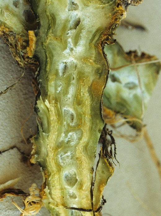 En coupant longitudinalement la tige, on constate que les tissus internes sont aussi altérés. Ils sont plus ou moins bruns par endroits. <b><i>Didymella bryoniae</i></b>. (pourriture noire, black rot)