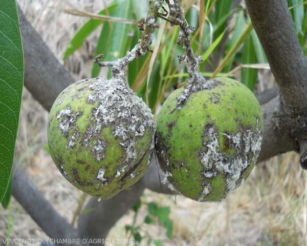 Symptômes de la cochenille des Seychelles sur fruits