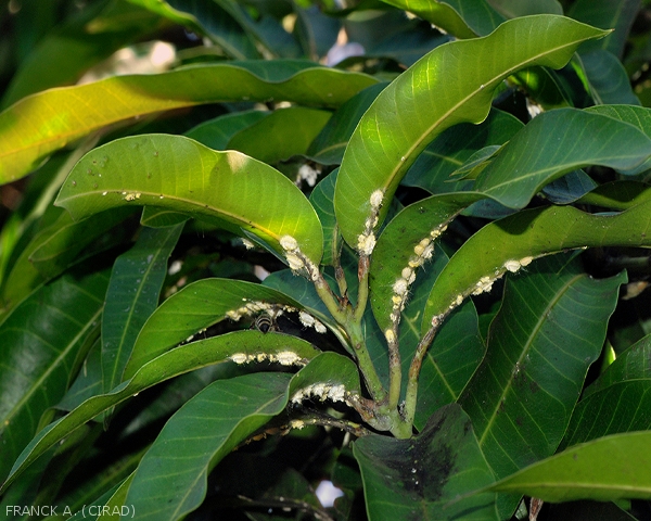 Cochenilles des Seychelles sur feuilles