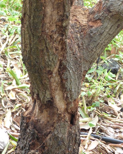 L'extraction des larves de longicorne laisse des marques sur le tronc du manguier
