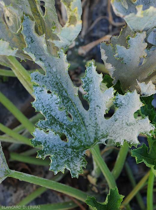 jeune feuille de courgette couverte par une moisissure poudreuse blanche. <i><b>Podosphaera xanthi</b></i>  ou <b><i>Golovinomyces cichoracearum</i> var. <i>cichoracearum</i></b> (oïdium ou blanc, powdery mildew, white mold)