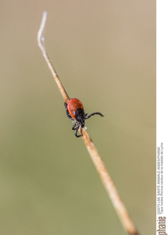 les especes de tiques citique