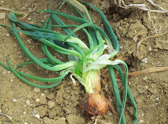 Le nématode des tiges et des bulbes : symptômes et traitements - Clinique  des Plantes