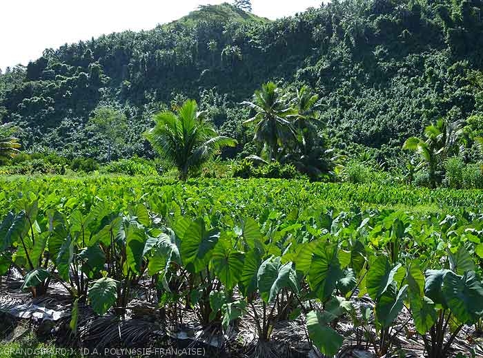 Plantation de taro (tarodière) avec paillage en feuille de cocotier à Mataiea (Tahiti).