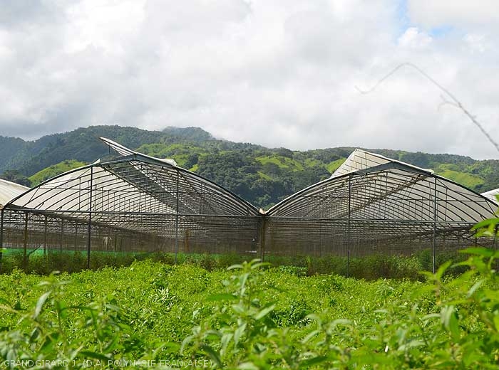 Serre avec culture hydroponique de tomates à Papara (Tahiti).