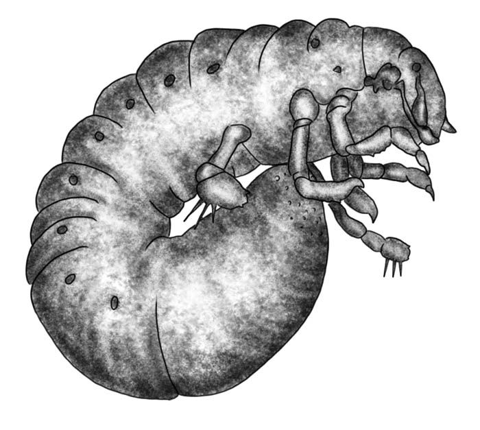 scarab beetle larvae