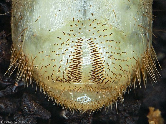 http://ephytia.inra.fr/fr/I/38982/hoplochelus-marginalis-larve-poil-extremite