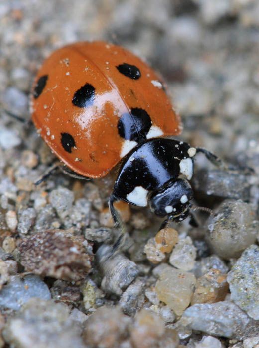 jardibiodiv Coccinelles