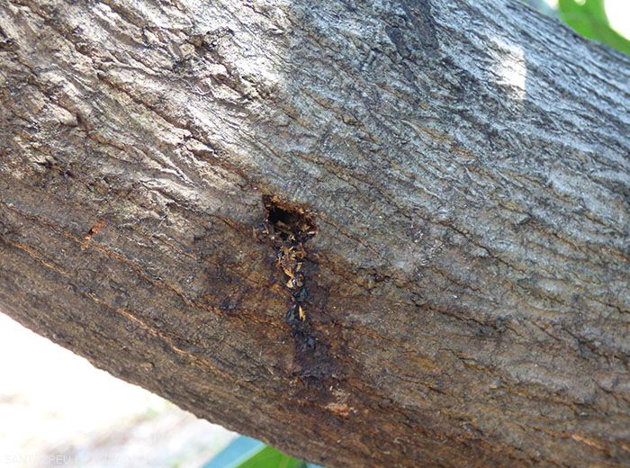 Trou d'insertion d'une larve qui creuse des galeries dans le tronc