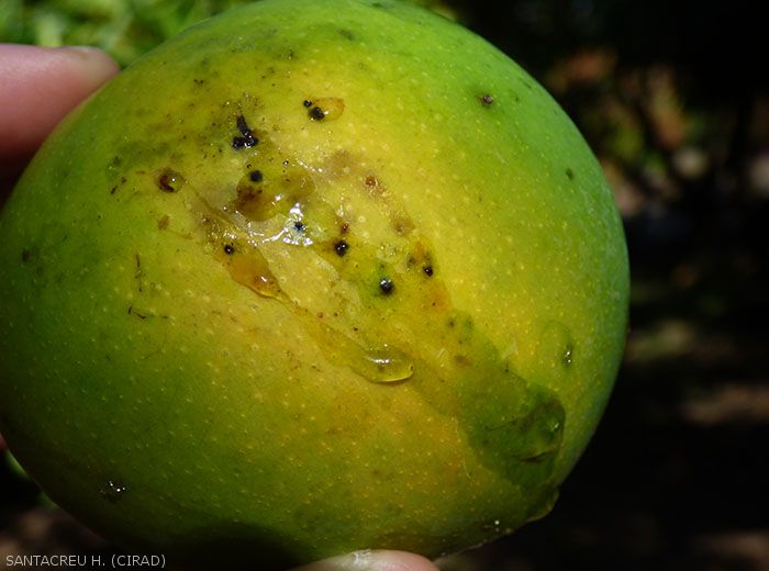 Piqûres mouches des fruits sur mangue