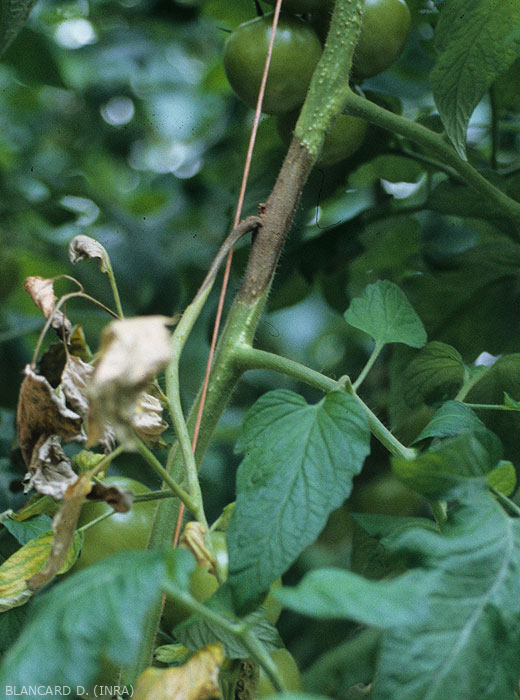 Une altération humide et brun sombre s'est développée à partir d'une plaie d'ébourgeonnage. En plus de ceinturer la tige, elle gagne maintenant le pétiole d'une feuille. <b><i>Didymella lycopercisi</i></b> (taches à <i>Didymella</i>, <i>Didymella</i> leaf spot)