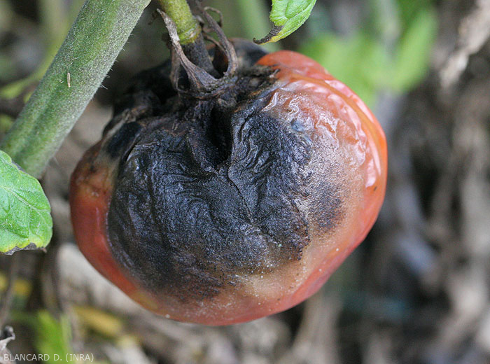 Une large lésion altère une portion importante de ce fruit de tomate.  la pellicule s'avère plus ou moins plissée. La présence de filaments mycéliens mélanisés et de pycnides noires explique la teinte sombre visible au centre de la lésion. <b><i>Didymella lycopercisi</i></b> (pourriture à <i>Didymella</i>, <i>Didymella</i> fruit rot)