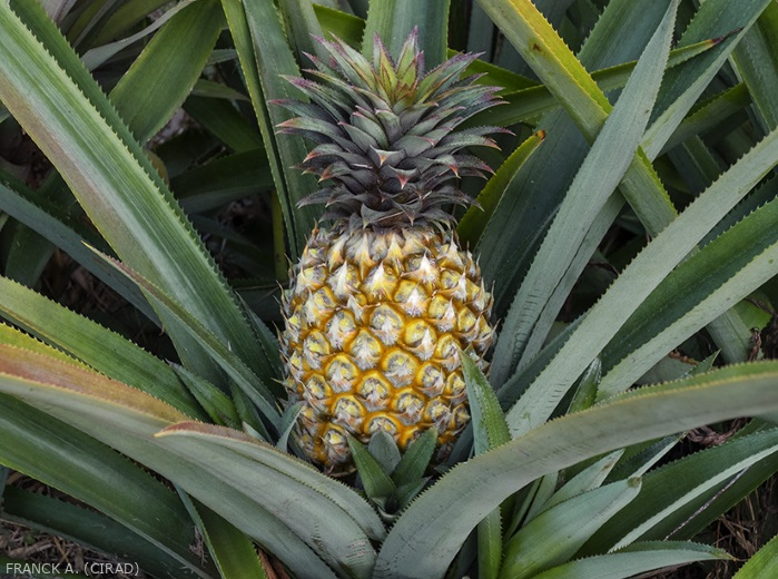 Tropifruit - Ananas