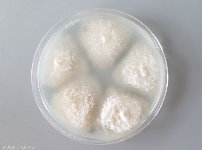 Colonies cotonneuses couleur crème de <b><i> Fusarium oxysporum </i> f.  sp.  <i> melongenae </i></b> formées à partir de fragments de vaisseaux d'aubergine mis en culture sur milieu nutritif en boîte de Petri.