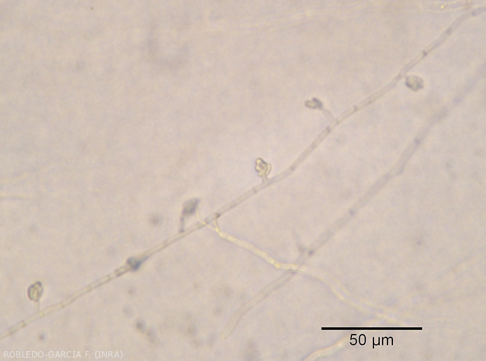 Aspect de microconidies de <b><i> Fusarium oxysporum </i> f.  sp.  <i> melongenae </i></b> regroupées en fausse tête à l'extrémité de conidiophores monophialides courts. 