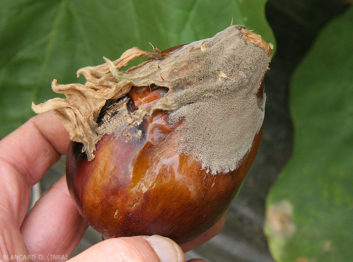 Pourriture molle, marron orangée, très rapidement recouverte d'une moisissure grise. <i><b>Botrytis cinerea</b></i> (moisissure grise, grey mold)