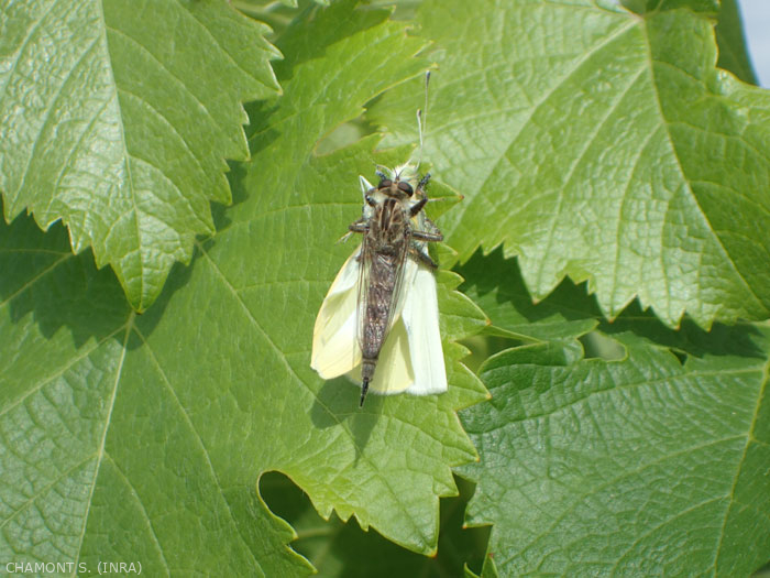 Insecta De Mouches De Voleur : Diptère : Asilidae Que La Mouche