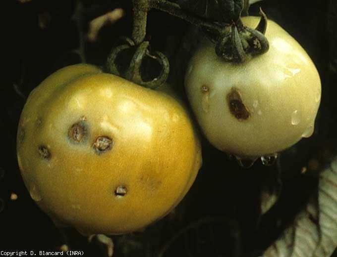 Ces fruits présentent plusieurs impacts de grêlons qui ont plus ou moins subérisés et brunis localement. <b>Dégâts dus à la grêle</b> (hail injuries)